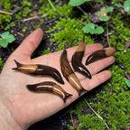 Slug