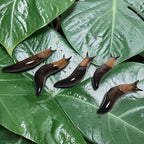Slug